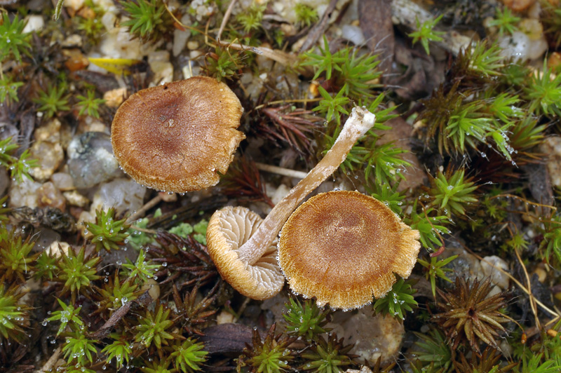 Inocybe jacobi